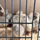 صوص فيومي سيلفر