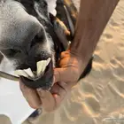 عنز عارضيه دافع لها ثلاث شهور