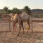 حشو