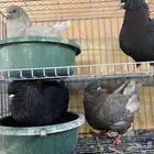 حمام كنق كنق