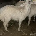 نعجه رخل للبيع