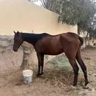 خيل انقليزي