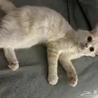 بسه للبيع ب400