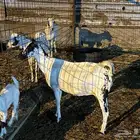 عنز فاخره منتوج بتيس ونعجه منتوج بطلي