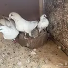 جوز شتري مستوى طيب