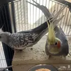 طيور كوكتيل للبيع