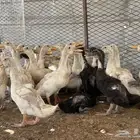 بط العمر تقريبا  شهر