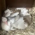 حمام شيرازي وقطيفي