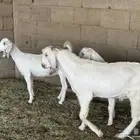 جفار