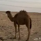 حشو بريات