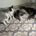 قطط
