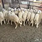 طليان ورخال حريه ذبايح