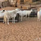 غنم دفيع عدد 32 ب الفحل