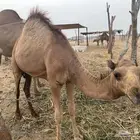 بعير للبيع