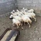 رخال رفيديه العدد 15 راس