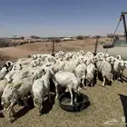 الغنم