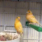كناري سوري جزري مع قفص انتاج و كامل التجهيزات
