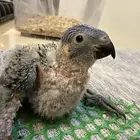 لوري فرخ رد كولارد