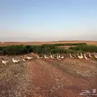 وز بلدي وديكه