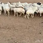 ضان رفيديات دفيع ومواليد مراح مقيم