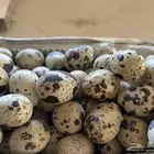 بيض سمان تكساس