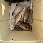 طلعات بحري افراد
