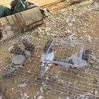 جوزين فرنسي سلفر