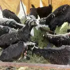 تيوس وخرفان طيبات ونضاف وسمن وصط