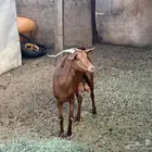 معزأ