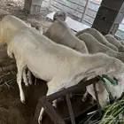 للبيع 2 رخيل بلدي فاخر