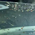 سمك جوبي اذن فيل