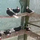 قطايف درع مستويات