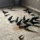 مكه الزاهر