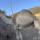 للبيع قعود عمره فوق ألسنه
