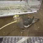 طيور كروان أليفة جدا العمر ما يقارب شهر ونص إلى شهرين