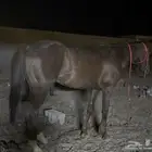 خيل