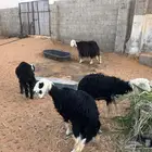 مراح نجد دفيع