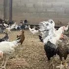 صوص بلدي