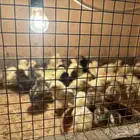 صوص دجاج الحد (ريالين ونص)