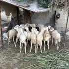 رخال