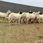 رفيد ضان صمع خصم مراح واحد دفيع واصلات