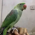 للبيع دره نيبالي عمره ست شهور
