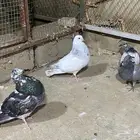 حمام الإسباني