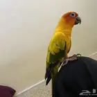 صن كنيور البف ومتكلم