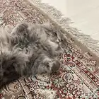 قطوه لتبني