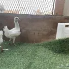 زوج مالتيز منتج