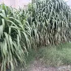 علف للبيع ينفع للابل