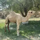 فحل للبيع