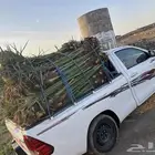 نخل مثمر للبيع مع الغرس