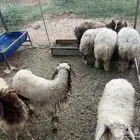 للبيع بهم نعيم